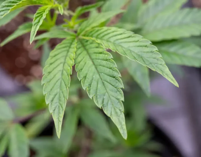 Finding Your Nearest Dispensary with Ease