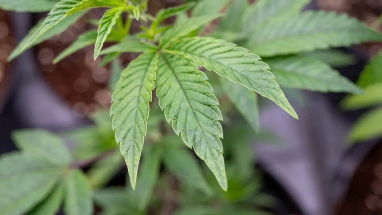 Finding Your Nearest Dispensary with Ease