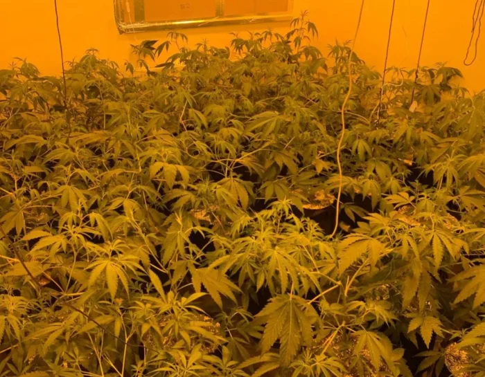 Inside the Expanding World of AYR Dispensary in the Modern Cannabis Market