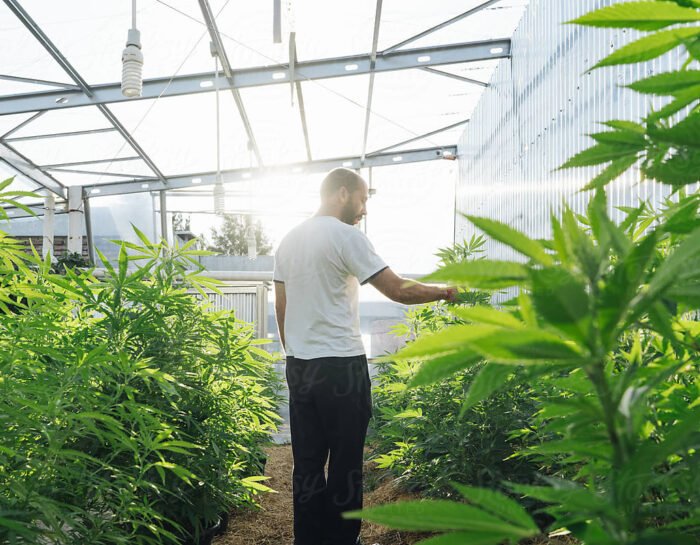 Cannabis Growth Marketing Through Programmatic Advertising Innovation
