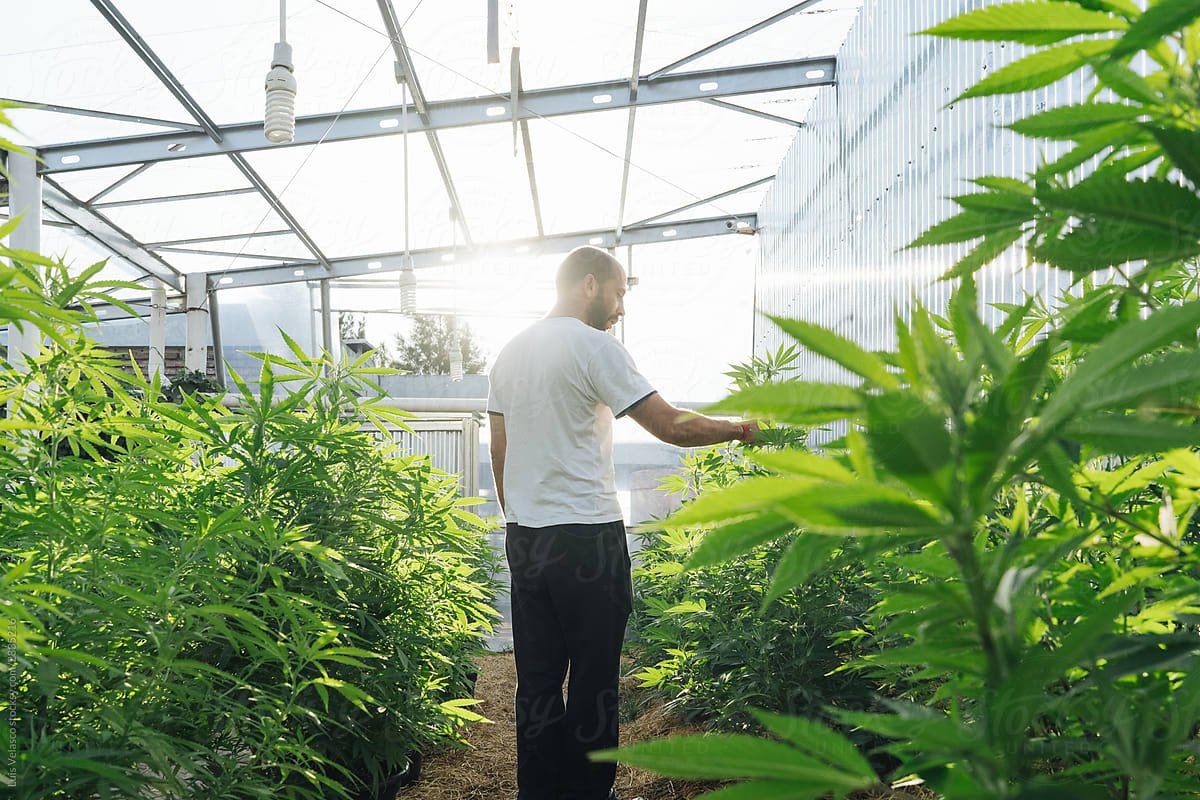 Cannabis Growth Marketing Through Programmatic Advertising Innovation